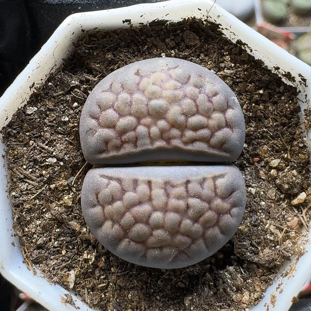 菲***崽生石花22111。   166