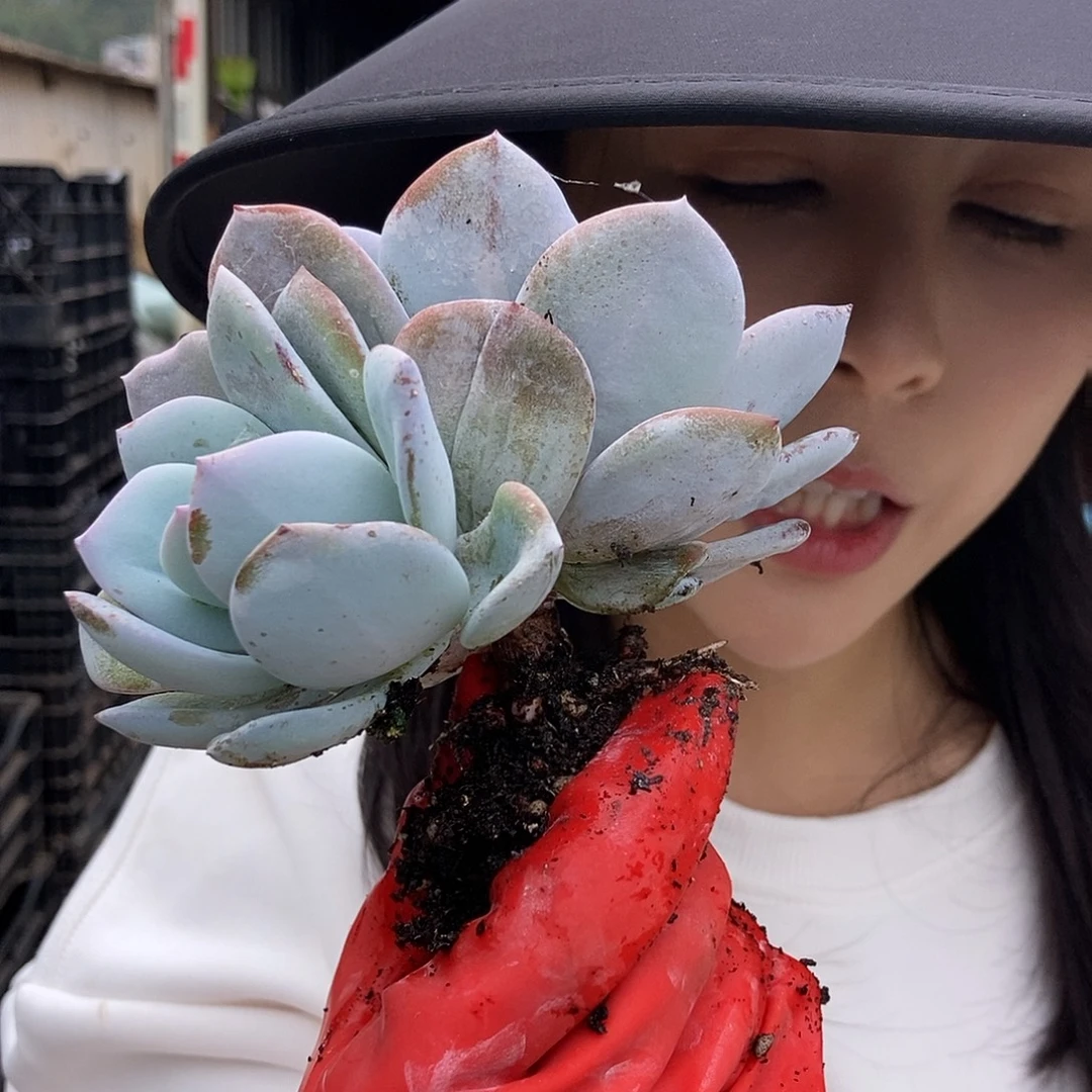 奶茶双头控养黑圆盘随机