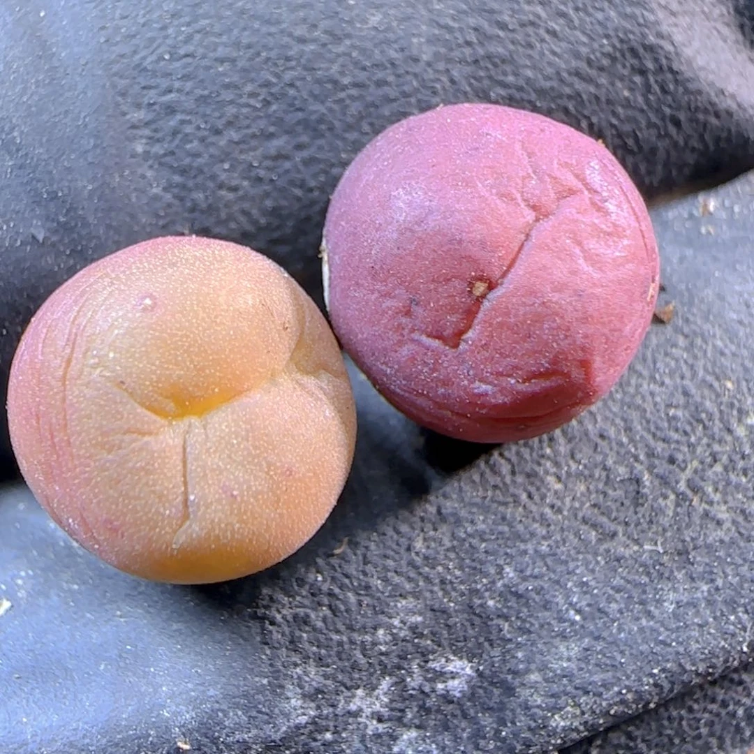 小*窝多肉植物拉姆两颗45号