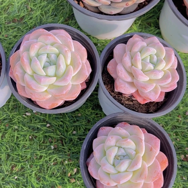 健健康康平平安安