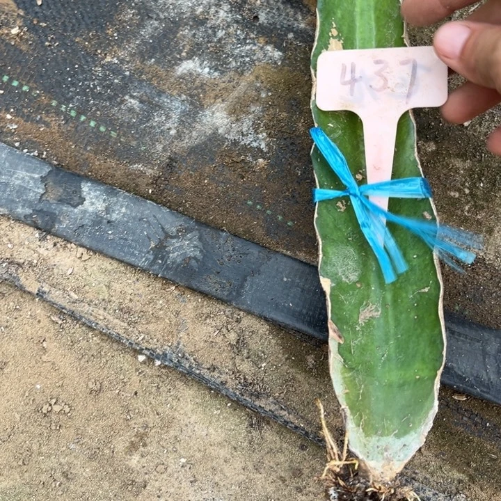 金妞缀化瘦介意勿拍437