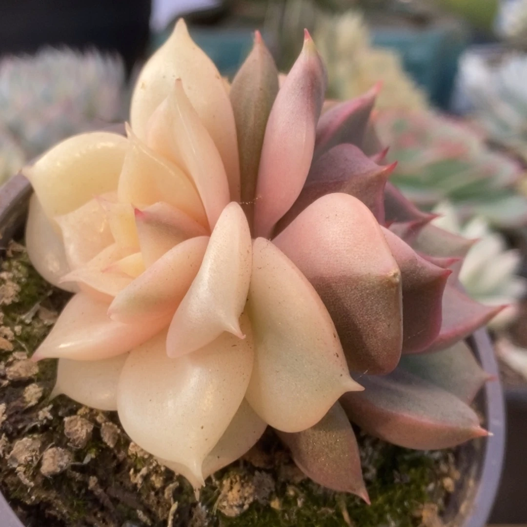 510贝加尔湖锦锦锦锦锦锦