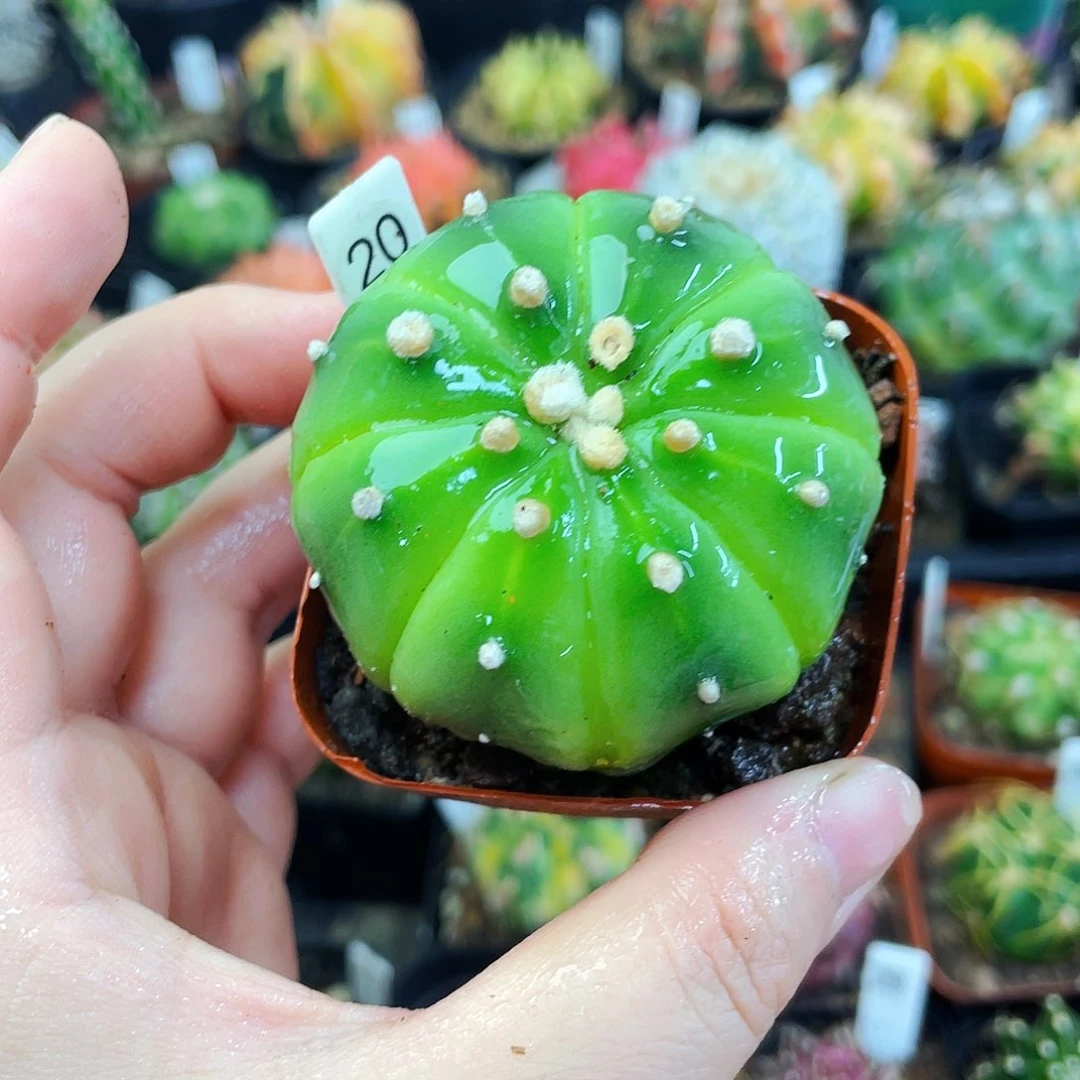 海星黄体兜非偏远地区满25包邮仙人球裸根