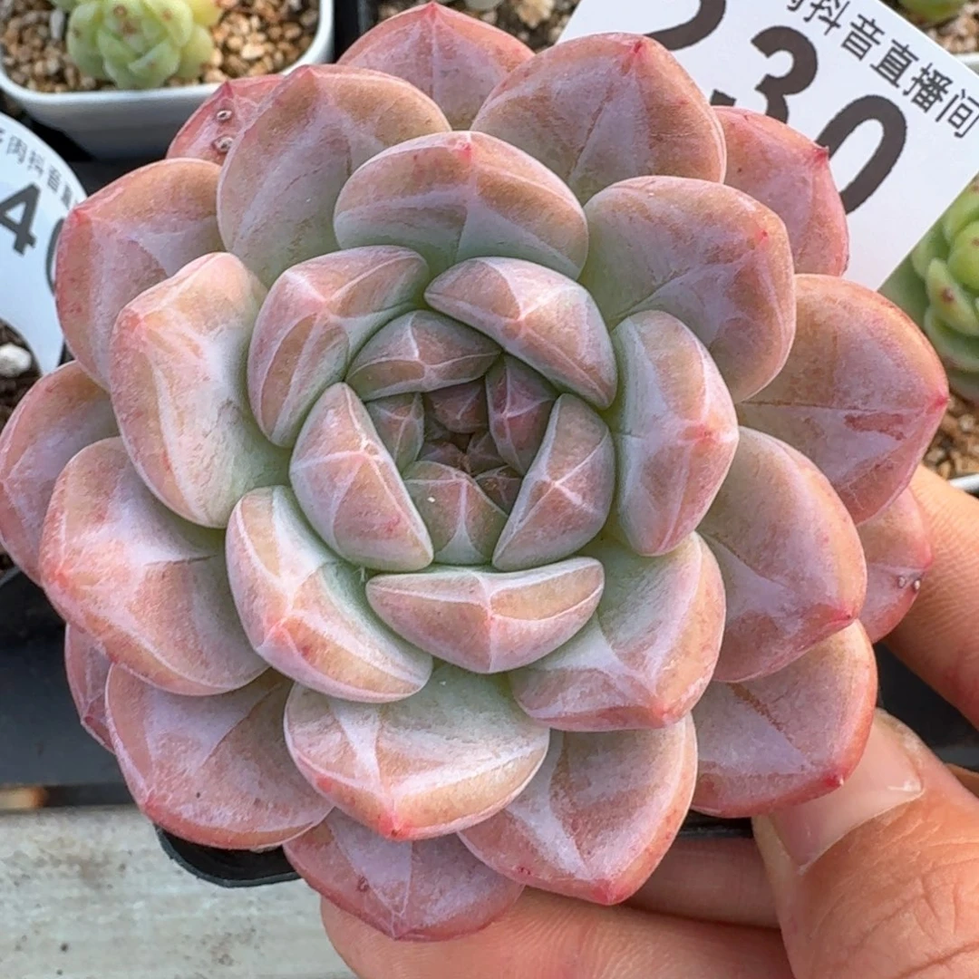 黛玉冰魄         多肉植物