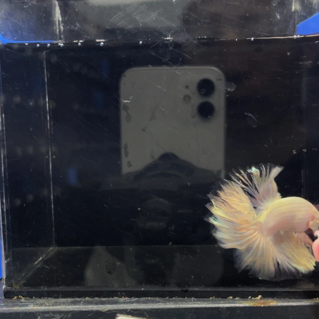 蓝口孵鱼Hahahahah539