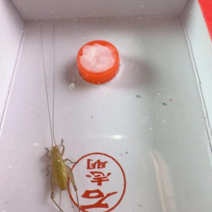 漂亮大个大黄龄一只