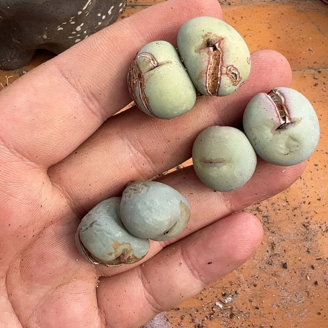 8-23量拍双头红嘴一颗