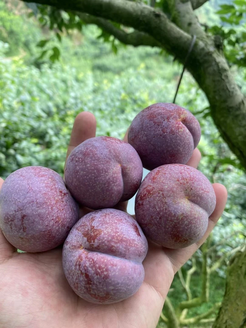 钱排当季三华李现摘红心新鲜爽口酸甜水果孕妇适用