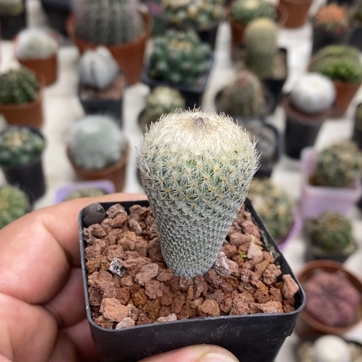 实生月世界特价福利