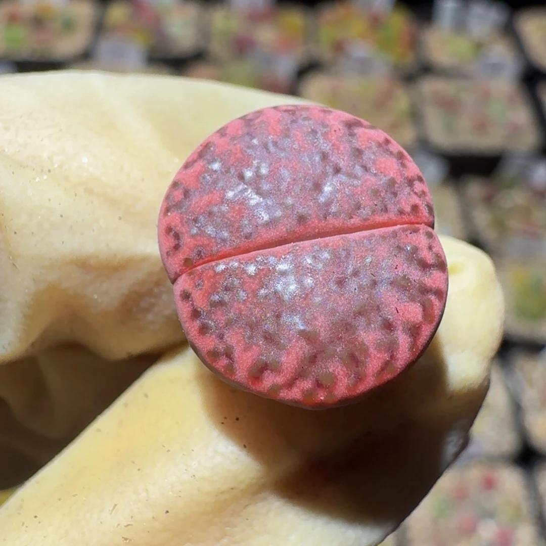 Ssss生石花肉锥825