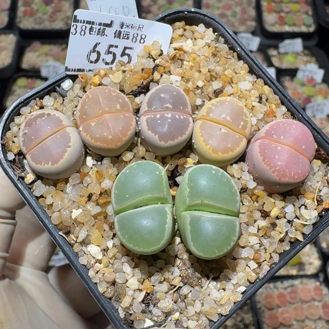 墨***禾Zzzz生石花肉锥655