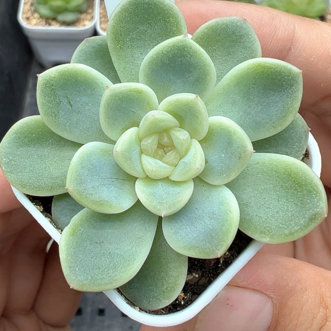 305号竹马甜心晗雨多肉植物