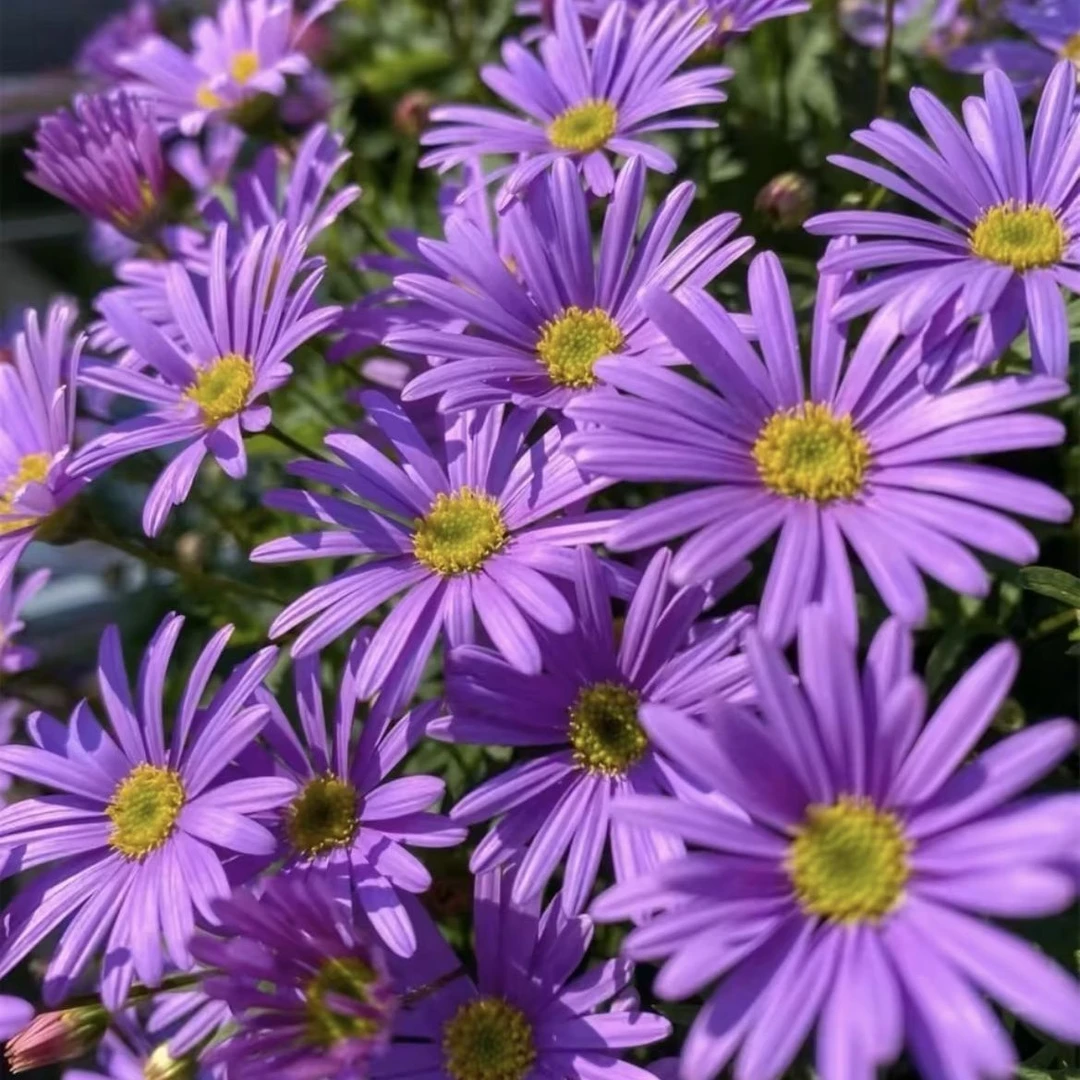姬小菊盆栽花带花带花苞四季开花多年生阳台庭院种植原盆原土