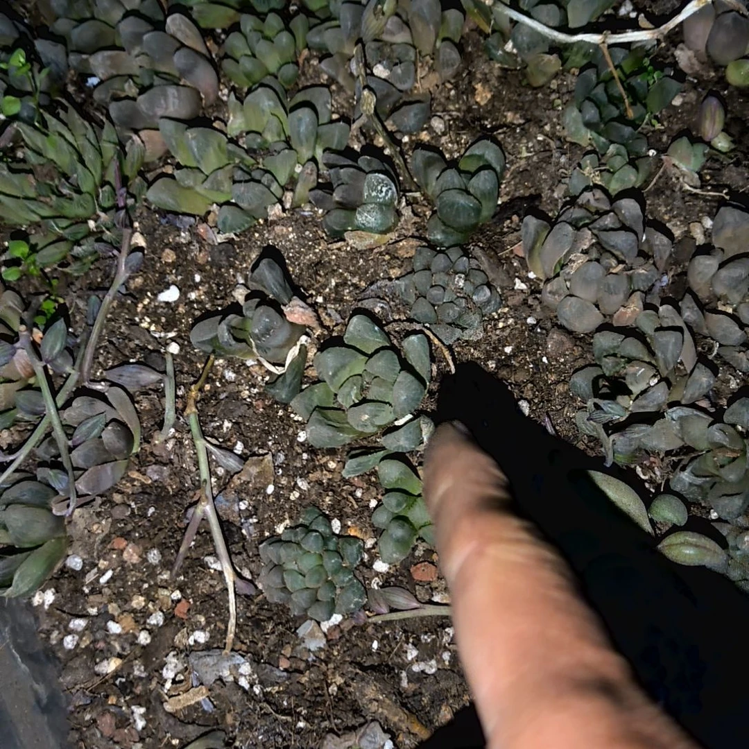 满9元包邮，无根冰灯玉露杂，无售后