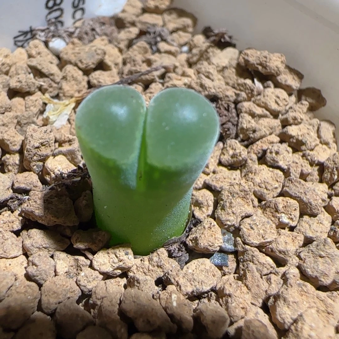 肉锥多肉植物组合-极窗922
