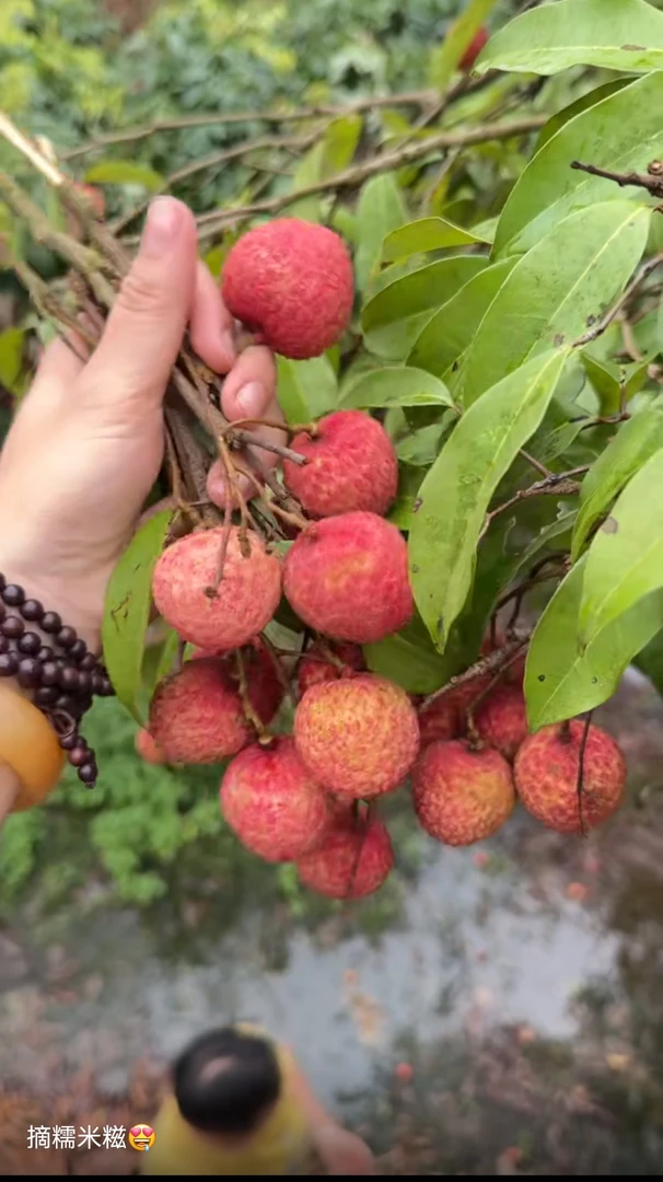 正宗廉江老树糯米糍荔枝清甜多汁肉厚核小水果
