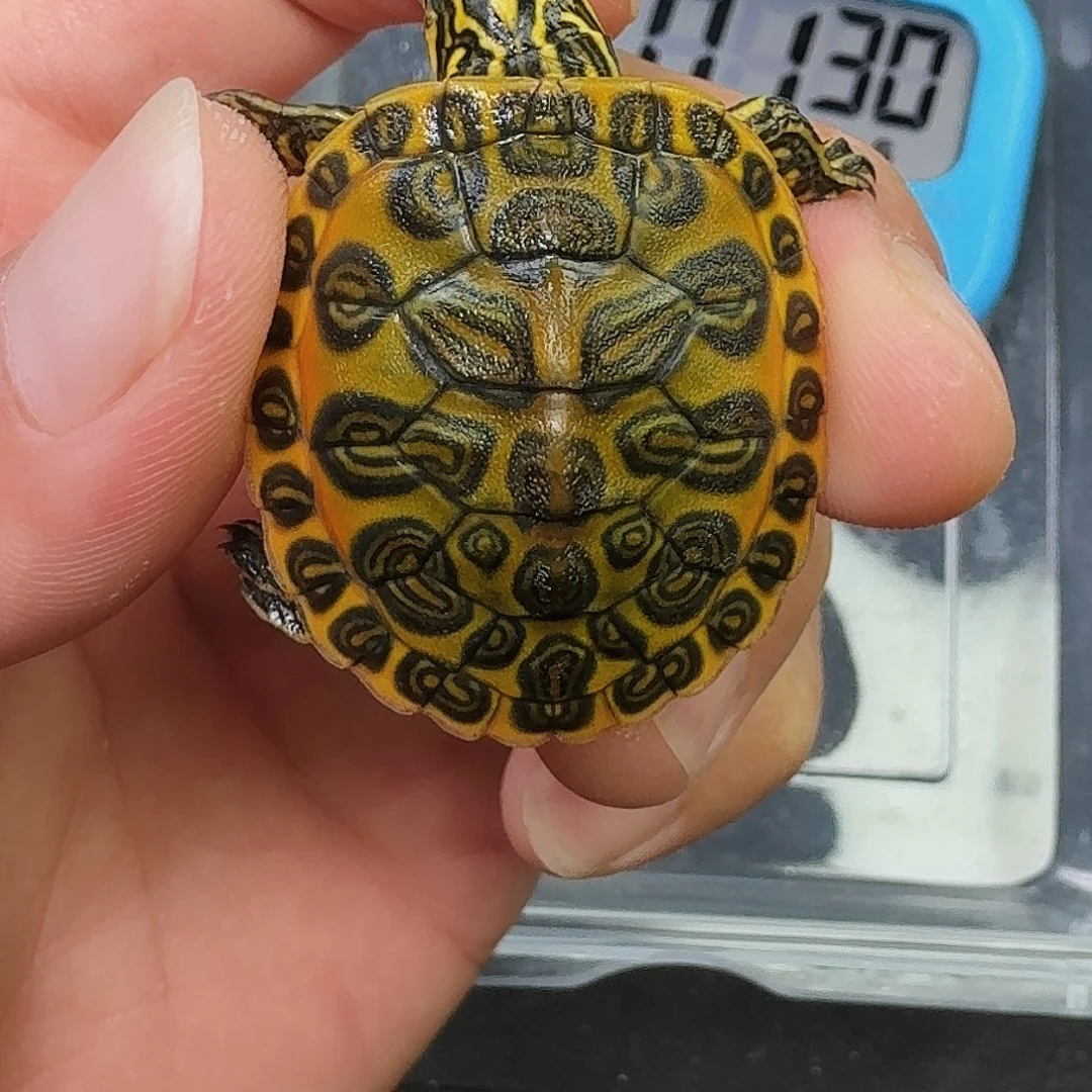 ****体不分公母绿毛龟金边火焰龟
