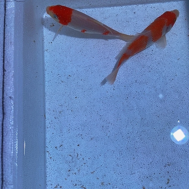 锦鲤锦鲤活鱼开箱包活