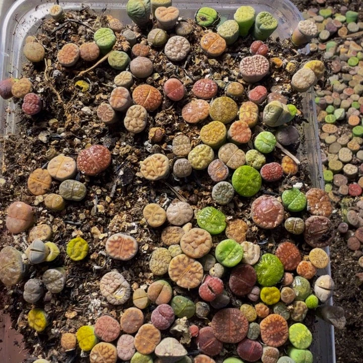 ****ฅ多肉植物的生长发育36