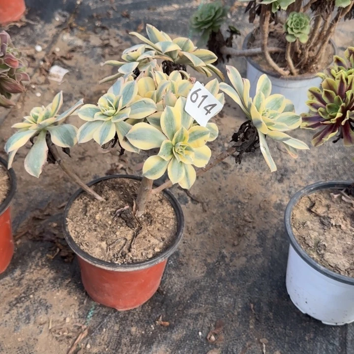 614两单包邮。 灿烂。