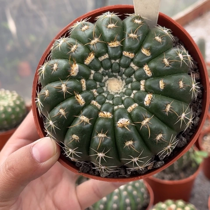 仙*闪118实生眩美玉好养皮实