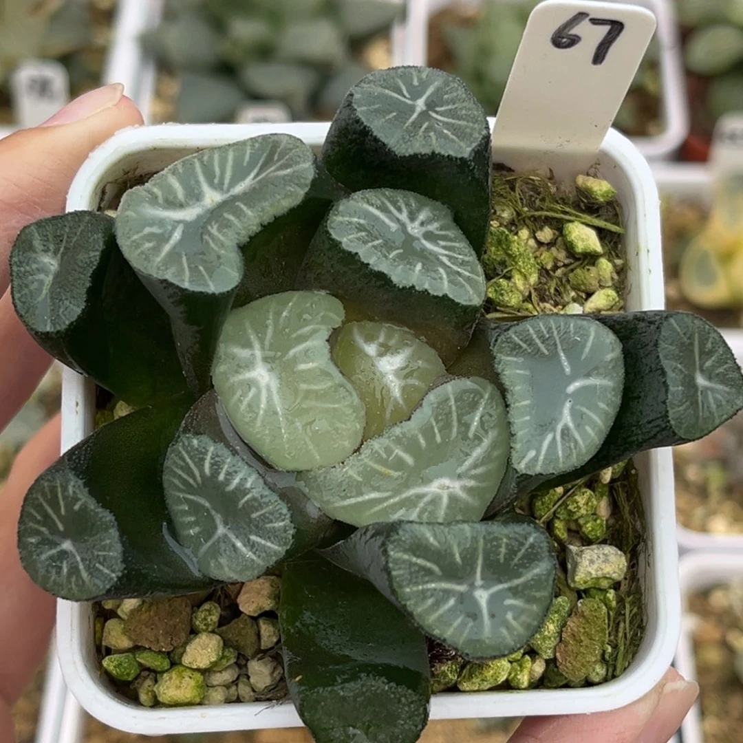 67玉龙万象福利专场