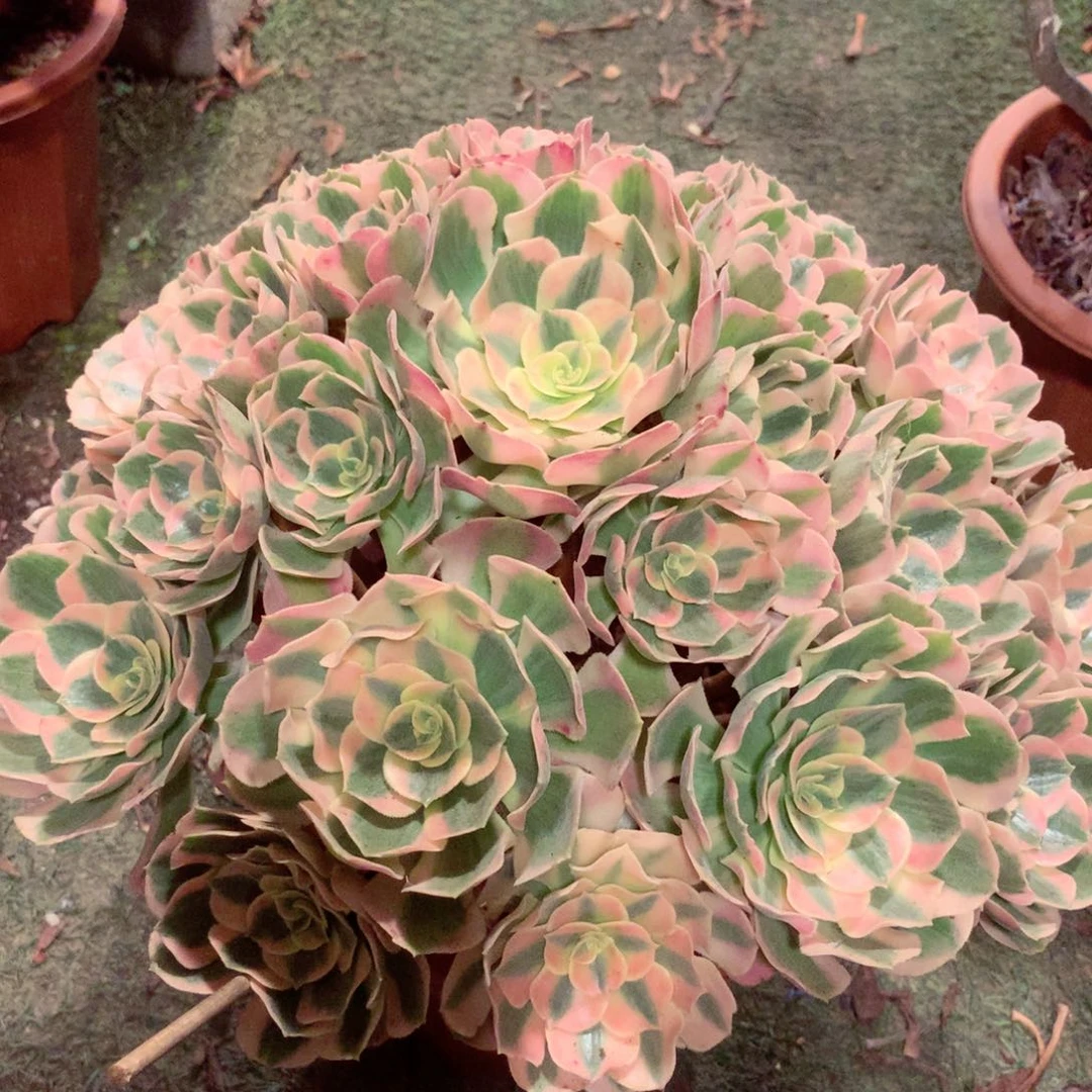 粉女郎，多肉植物的