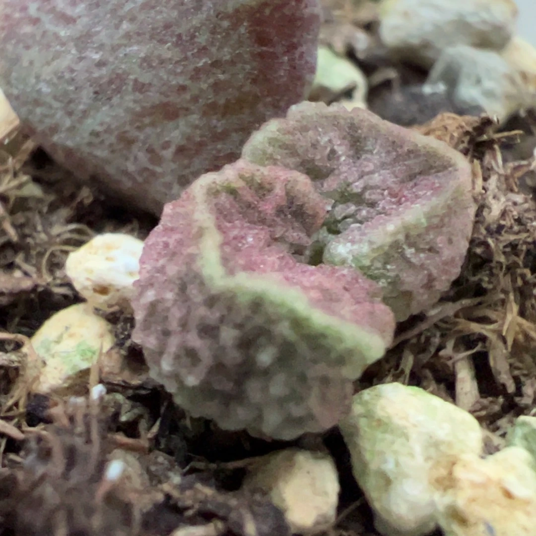 实生新品大苗多肉植物水泡