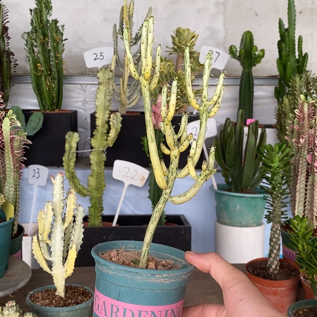 当前无花朵，栽培后可花朵白玉珊瑚一物一拍