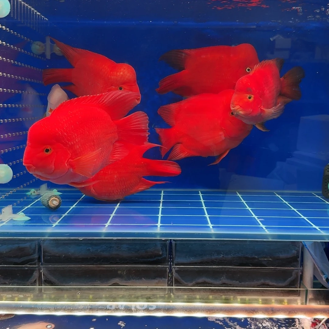 鹦鹉鱼财神鹦鹉鱼