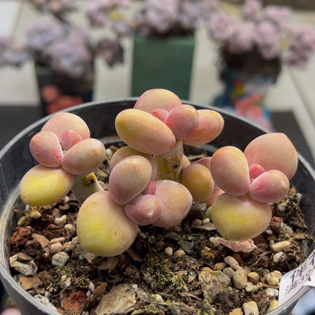 752/5cm芒果kk奶多肉