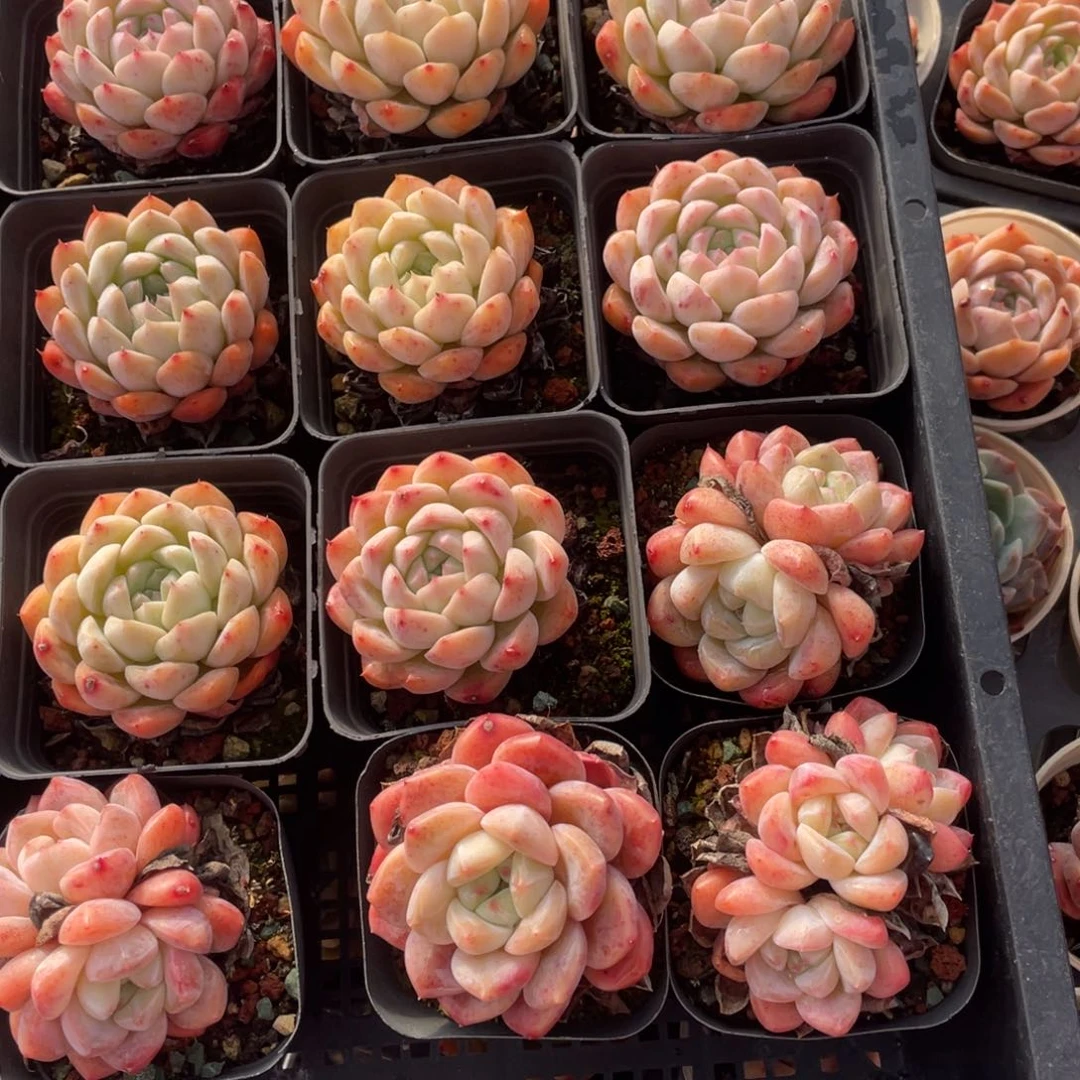 多肉植物十二个精品组807