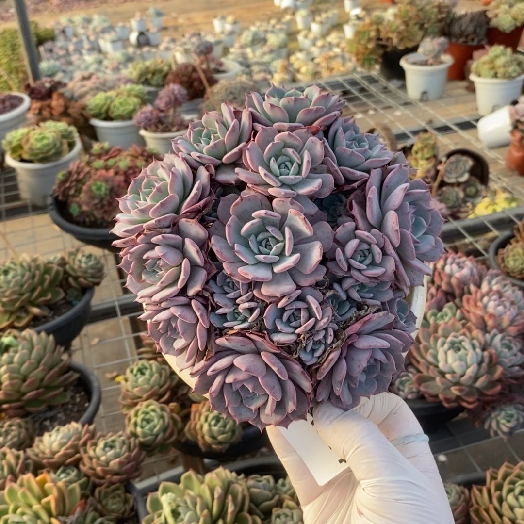 344劳伦斯一物一拍