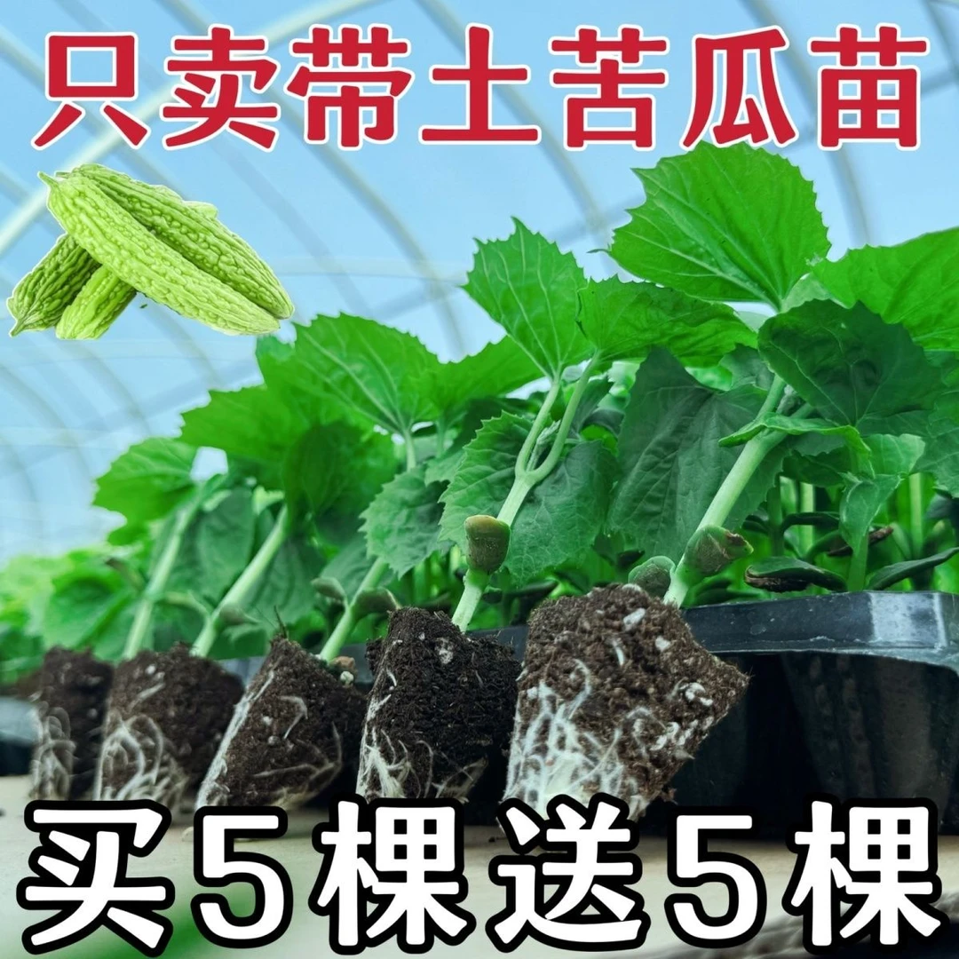 【2357人好评】苦瓜苗高产带土大苗翠绿苦瓜苗大肉苦瓜苗长绿苦瓜苗