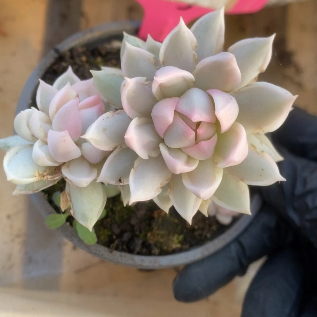 142牡丹冰锦锦锦锦锦锦