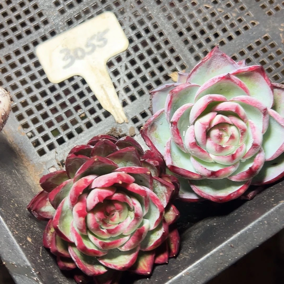 惊鸿仙子两颗3055号