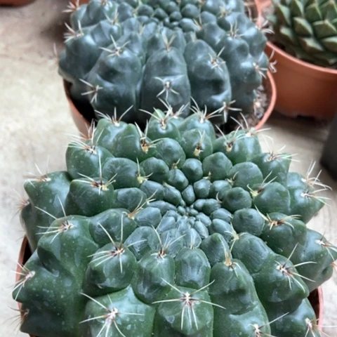 两盆个哦花玉仙人球25米