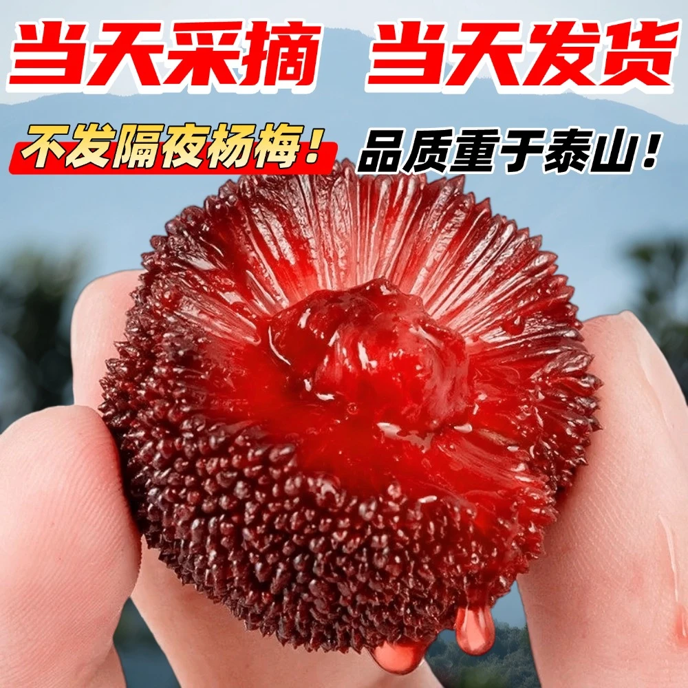 【正宗仙居东魁杨梅】9A特大果 现摘现发新鲜水果礼盒空运冷链直达