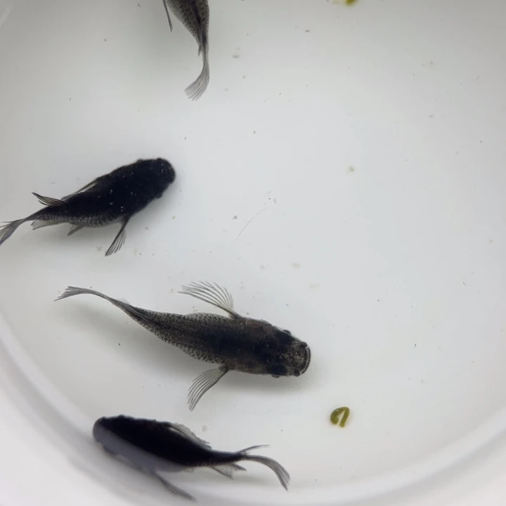 海水鱼大蛇球球30号