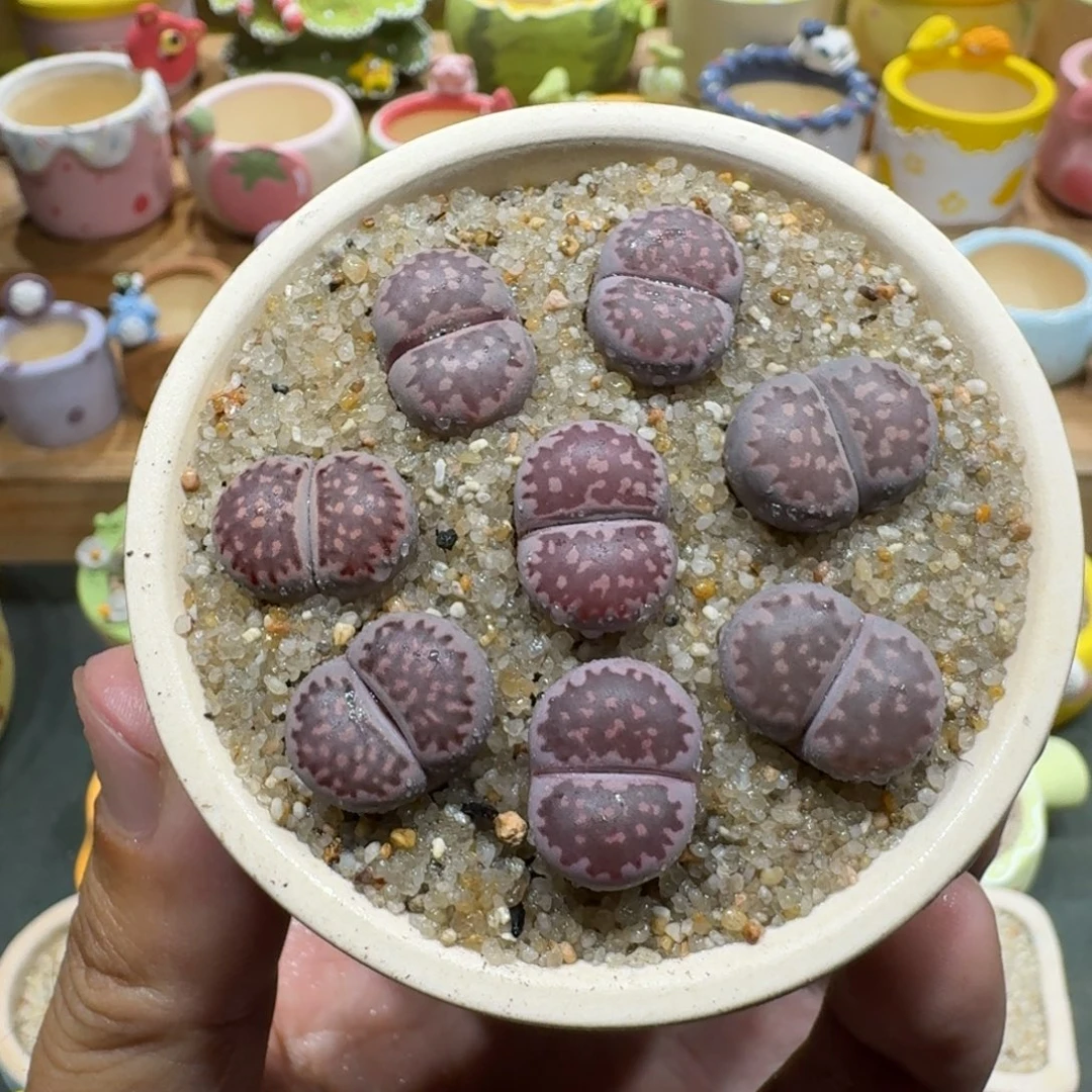 蘑菇1188紫李彩拼多肉植物