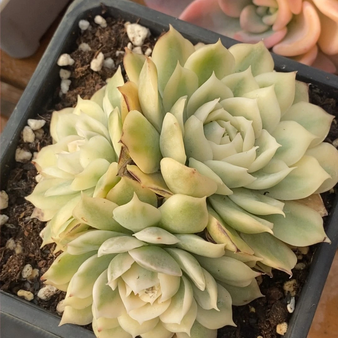 527昂斯诺锦单头群