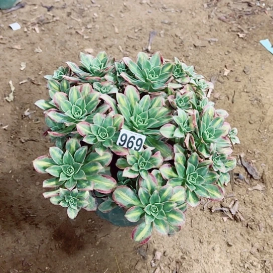 969星爆锦老桩法师