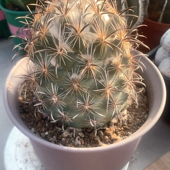 中***夫一个大凤舞仙人球漂亮