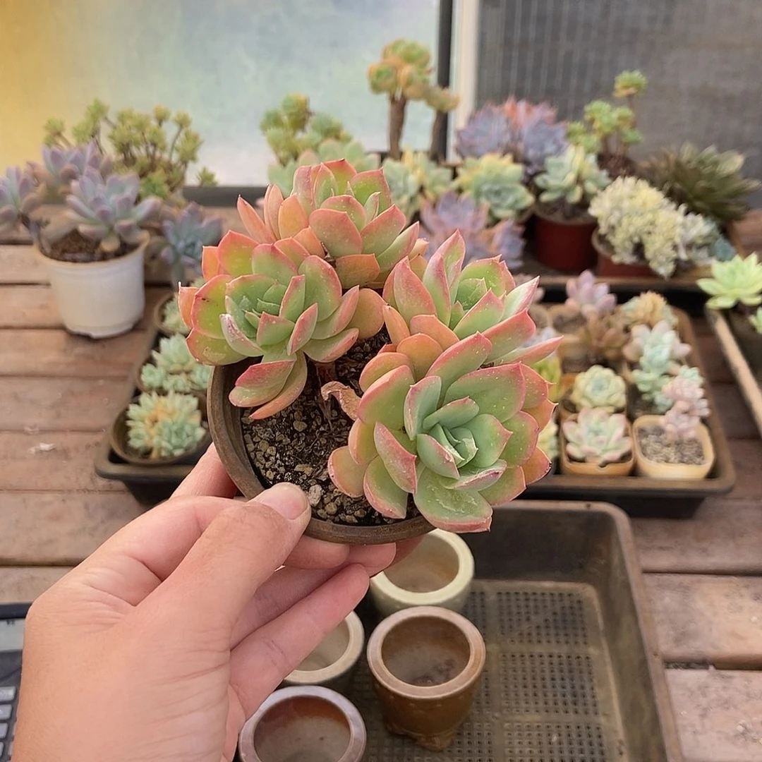 邪恶小番茄加单多肉一颗加单多肉