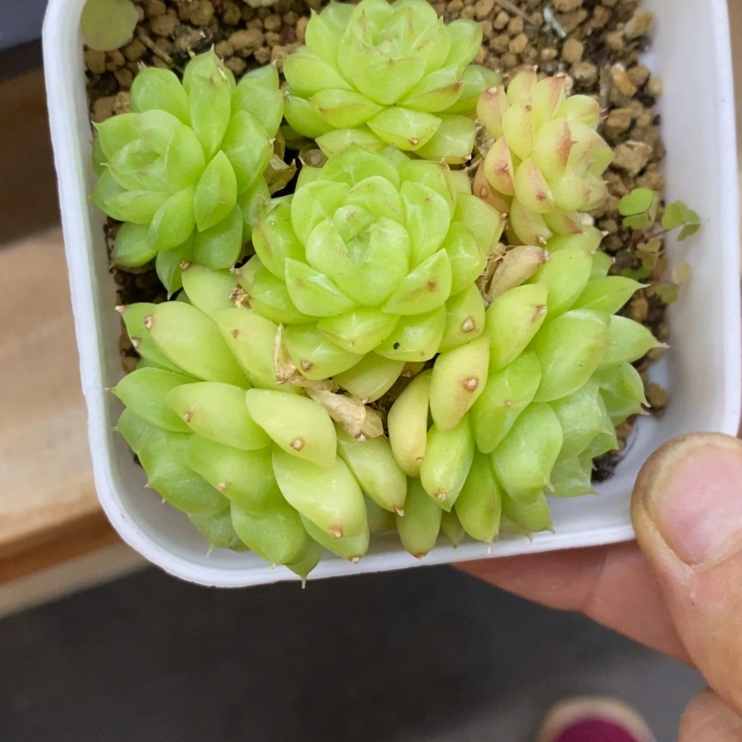 精品多肉一物一拍不包整220