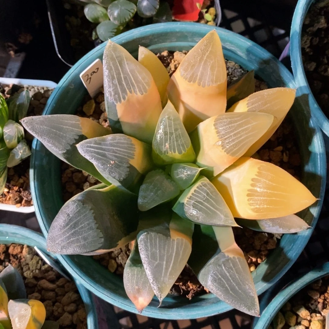 一颗实生大克锦。