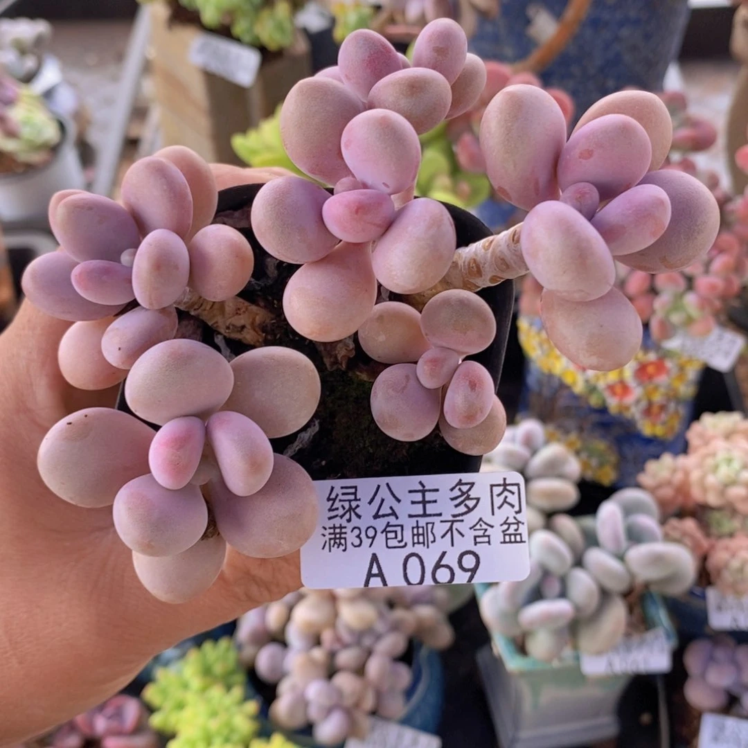 糖果桃蛋2棵拼069多肉植物