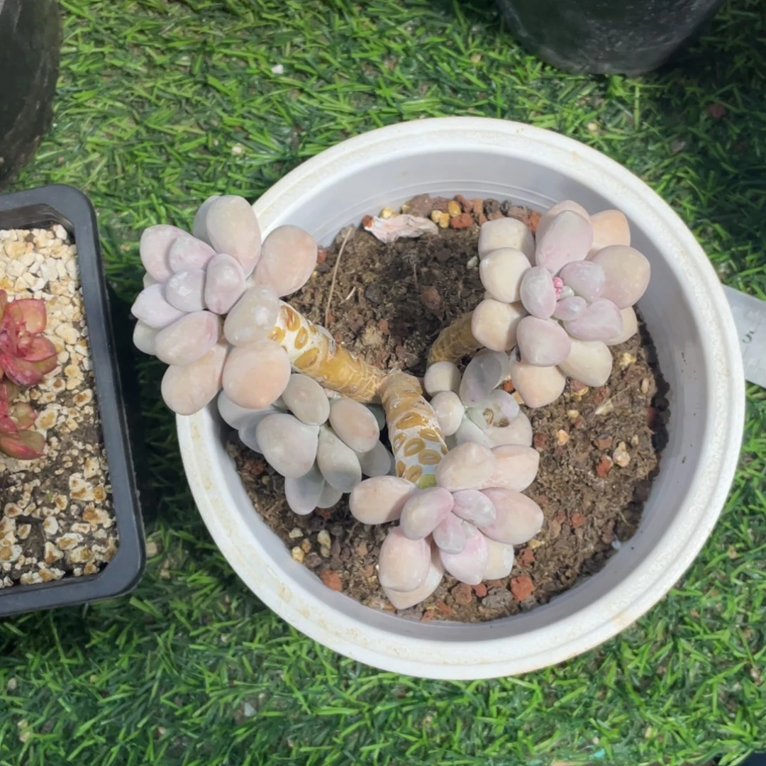 白美人微微瑕冠幅12 公分一物一拍