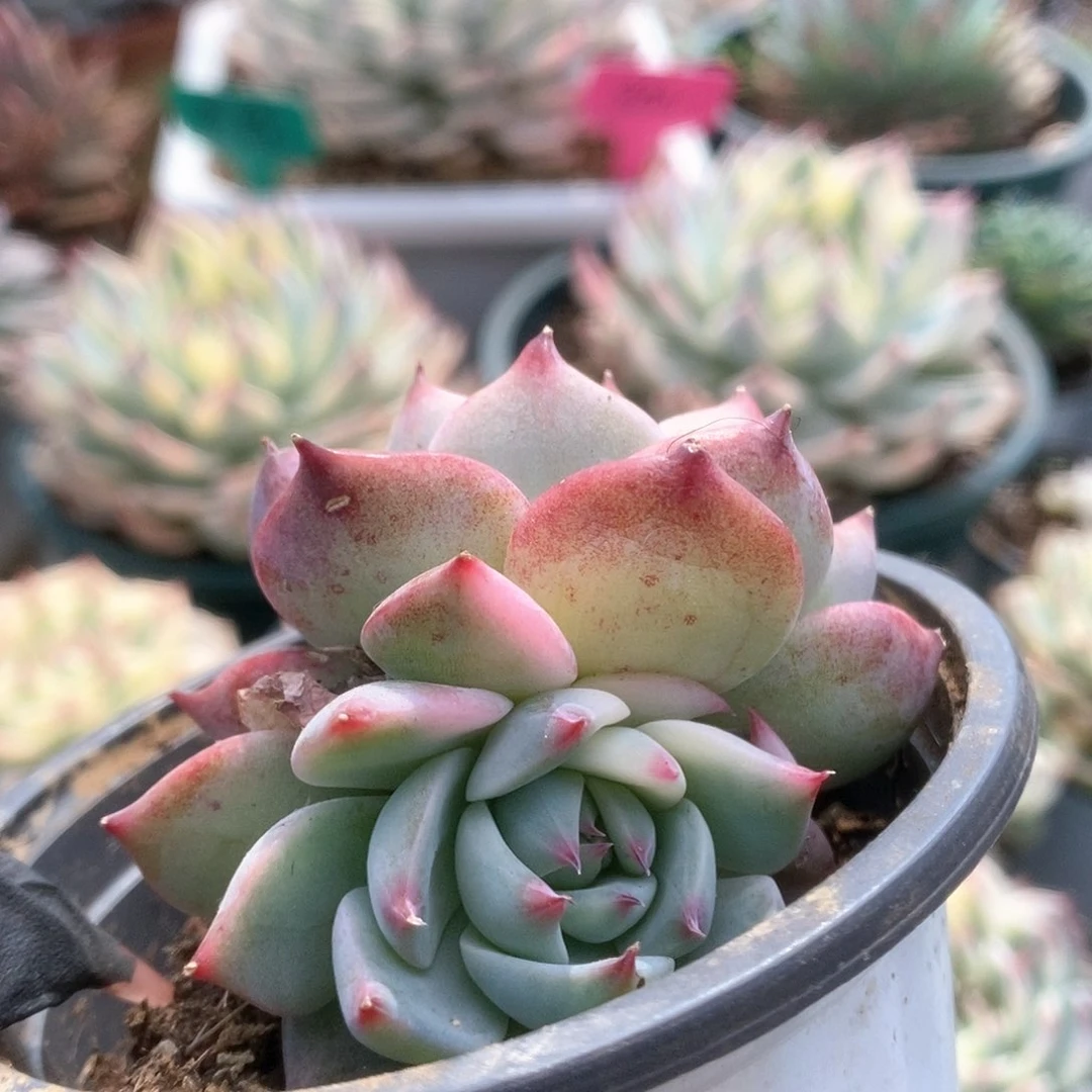 015锦锦锦锦锦锦锦锦