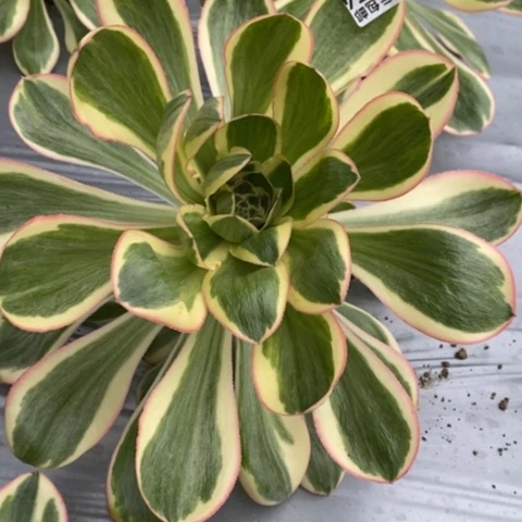 54燕姿锦满25包邮多肉